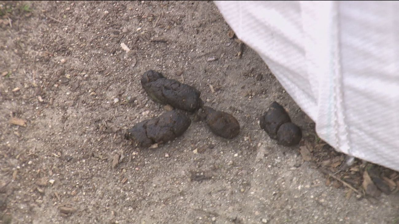 Policías de paisano para sorprender a quienes no recojan las heces de sus canes en Alcorcón