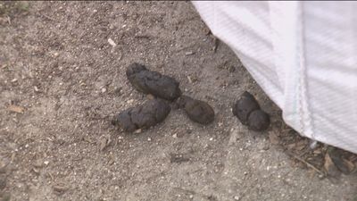 Policías de paisano para sorprender a quienes no recojan las heces de sus canes en Alcorcón