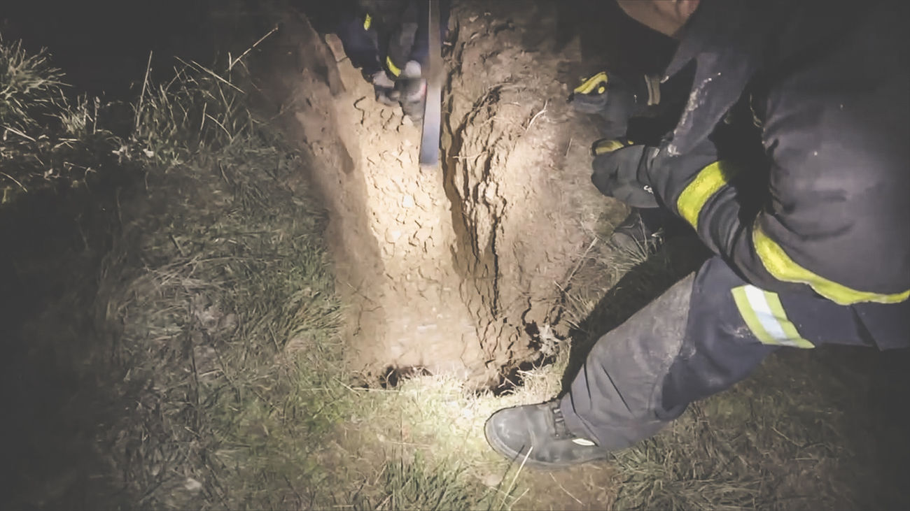 Imagen de las tareas de rescate de los perros en Brunete