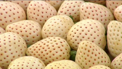Llega a España la fresa blanca, la fruta de moda