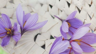 Dos emprendedoras de Canillejas se hacen cargo de la floristería centenaria de la calle Huertas