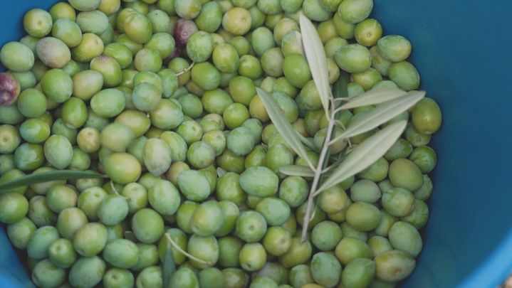 Nos vamos a Torrelaguna a "ordeñar" olivos