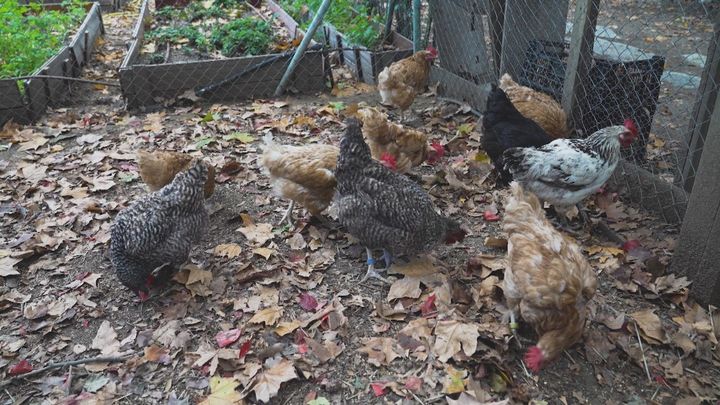 Las gallinas "marquesas" de Aravaca que viven en una urbanización