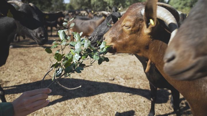 Aprendemos a pastorear cabras en Colmenar Viejo