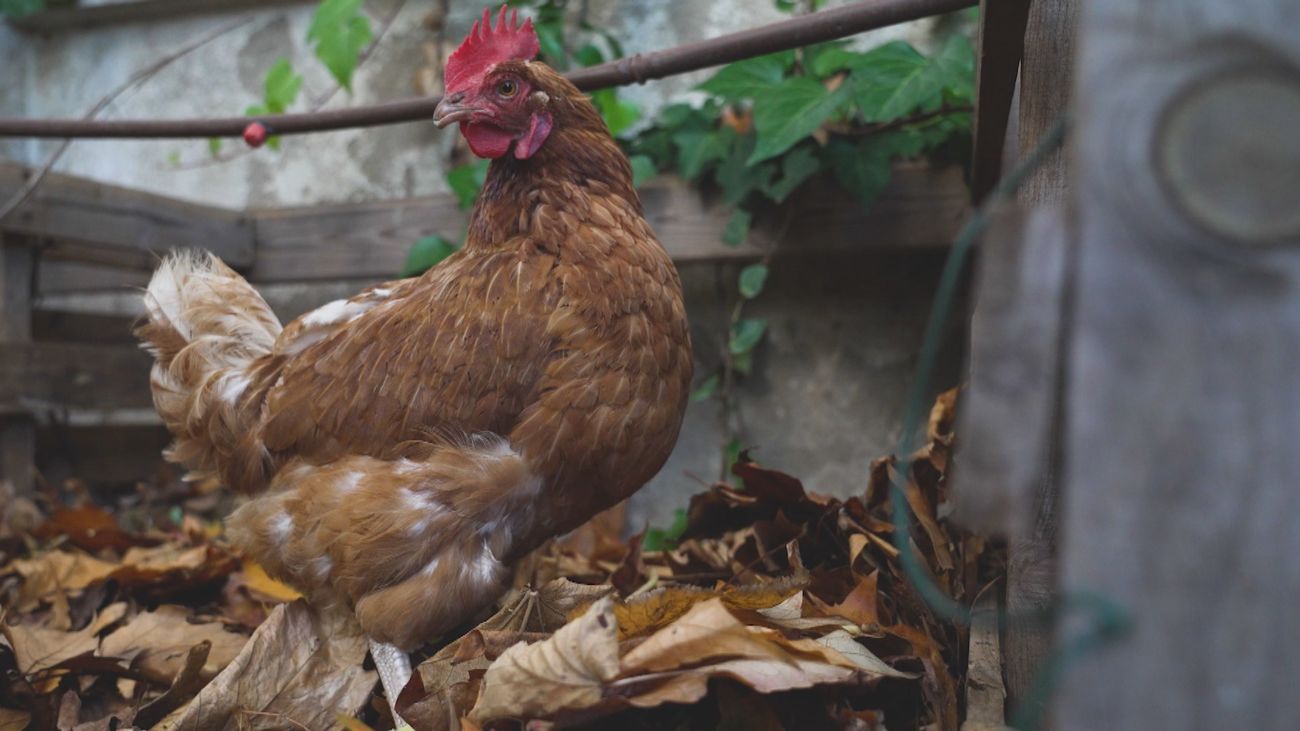Las gallinas "marquesas" de Aravaca que viven en una urbanización