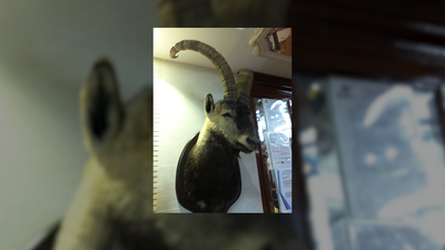 Un restaurante de Usera se enfrenta delitos por comercio ilegal de fauna