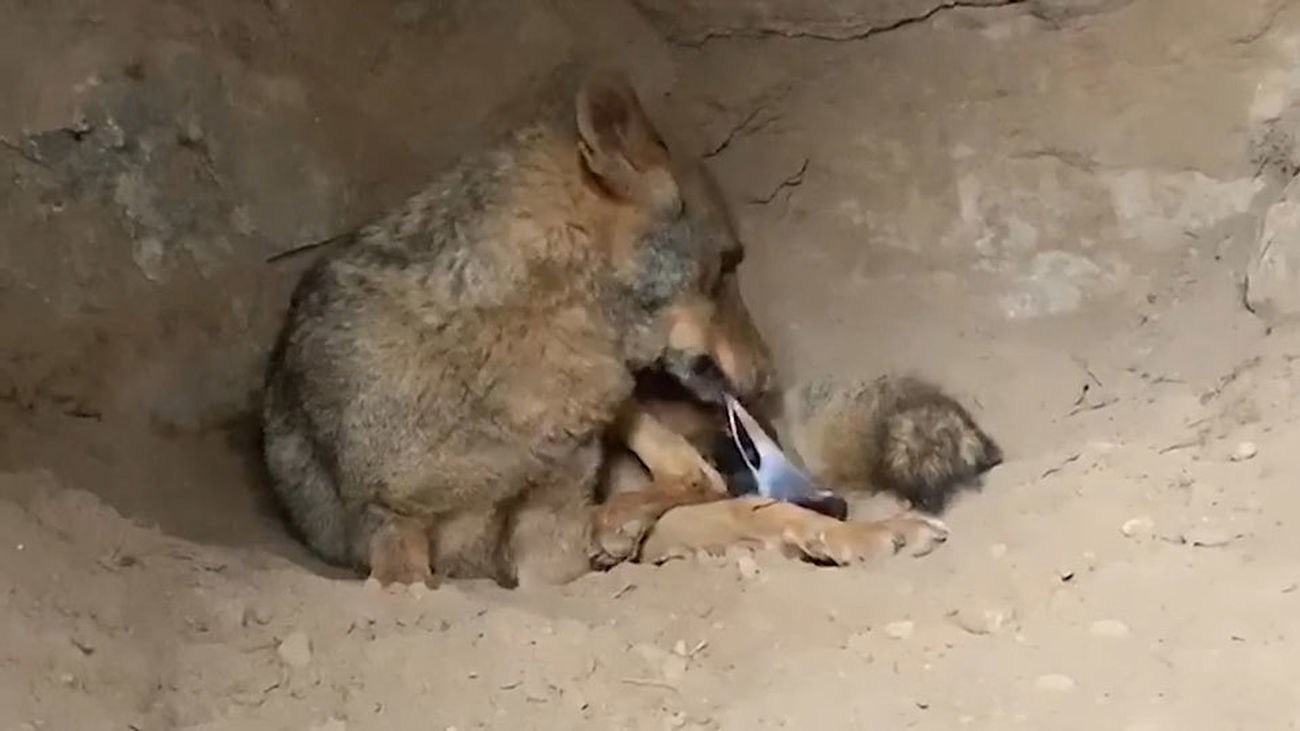 ¡Asistimos al parto de una loba!