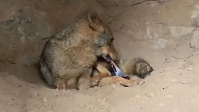 ¡Asistimos al parto de una loba!