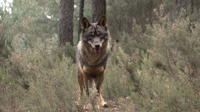Mi cámara y yo: Vivir del lobo
