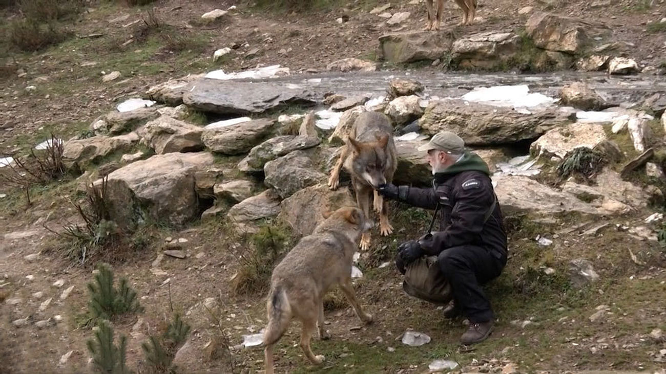 Carlos es el encargado de cuidar a 14 lobos en semilibertad