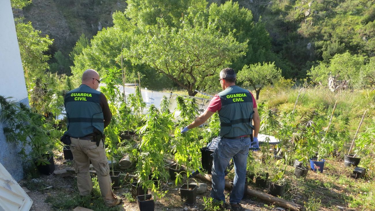 Crece el tráfico de marihuana en España