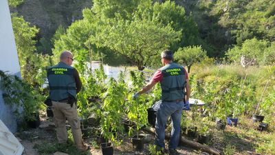 Crece el tráfico de marihuana en España