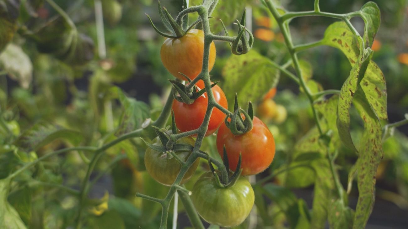 Tomates cherry: pequeños pero muy sabrosos