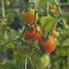 Tomates cherry: pequeños pero muy sabrosos
