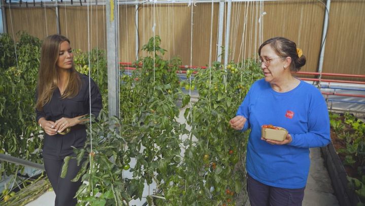 Tomates cherry: pequeños pero muy sabrosos