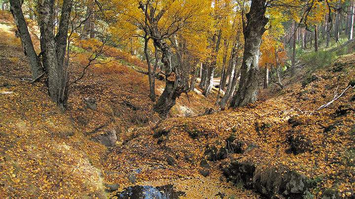 Abedular de Canencia / TURISMO MADRID