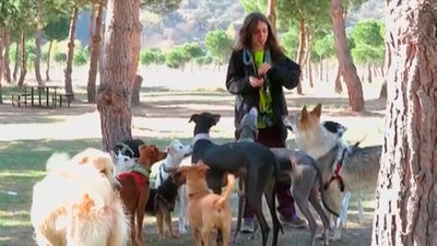 La Policía Municipal de Madrid eleva a la Fiscalía las denuncias por envenenamiento a perros