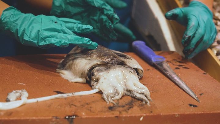 Aprendemos a limpiar sepia... ¡Sin mancharnos de tinta!