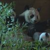 Los osos pandas bebés del Zoo de Madrid ya están con su mamá