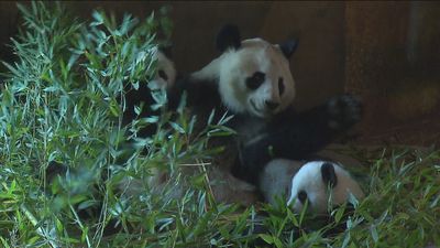 Los osos pandas bebés del Zoo de Madrid ya están con su mamá