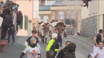 Los toros vuelven a correr por las calles de Valdemorillo