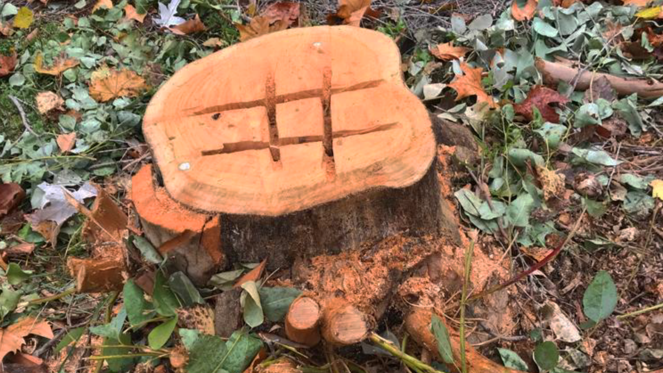 Los vecinos de Getafe se concentran en contra de la tala indiscriminada de árboles