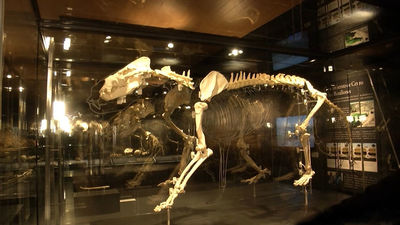 Entre Pinto y Valdemoro ¡hay 9 yacimientos paleontológicos!