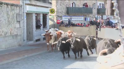 El encierro por las fiestas de Valdemorillo empiezan este sábado con un pequeño 'accidente'