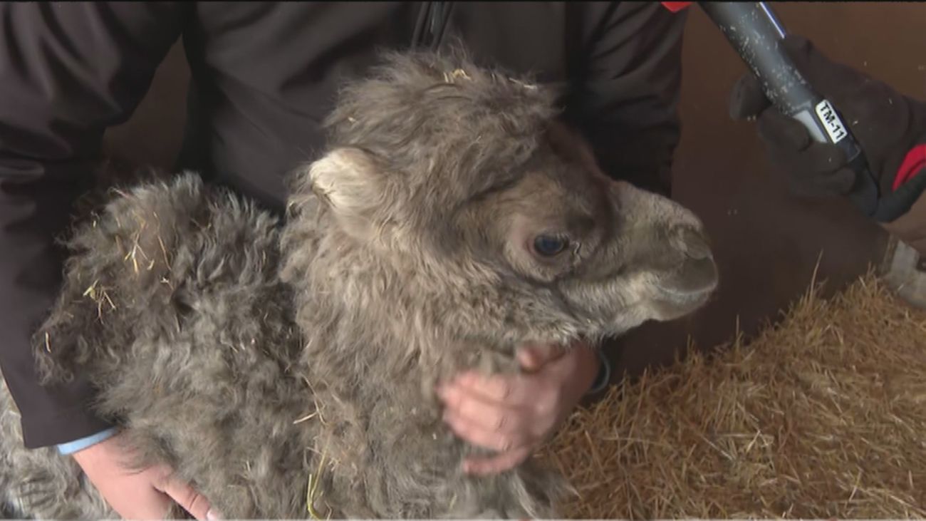 La tierna imagen de ‘Almudena’, la camella recién nacida en el Circo Quirós