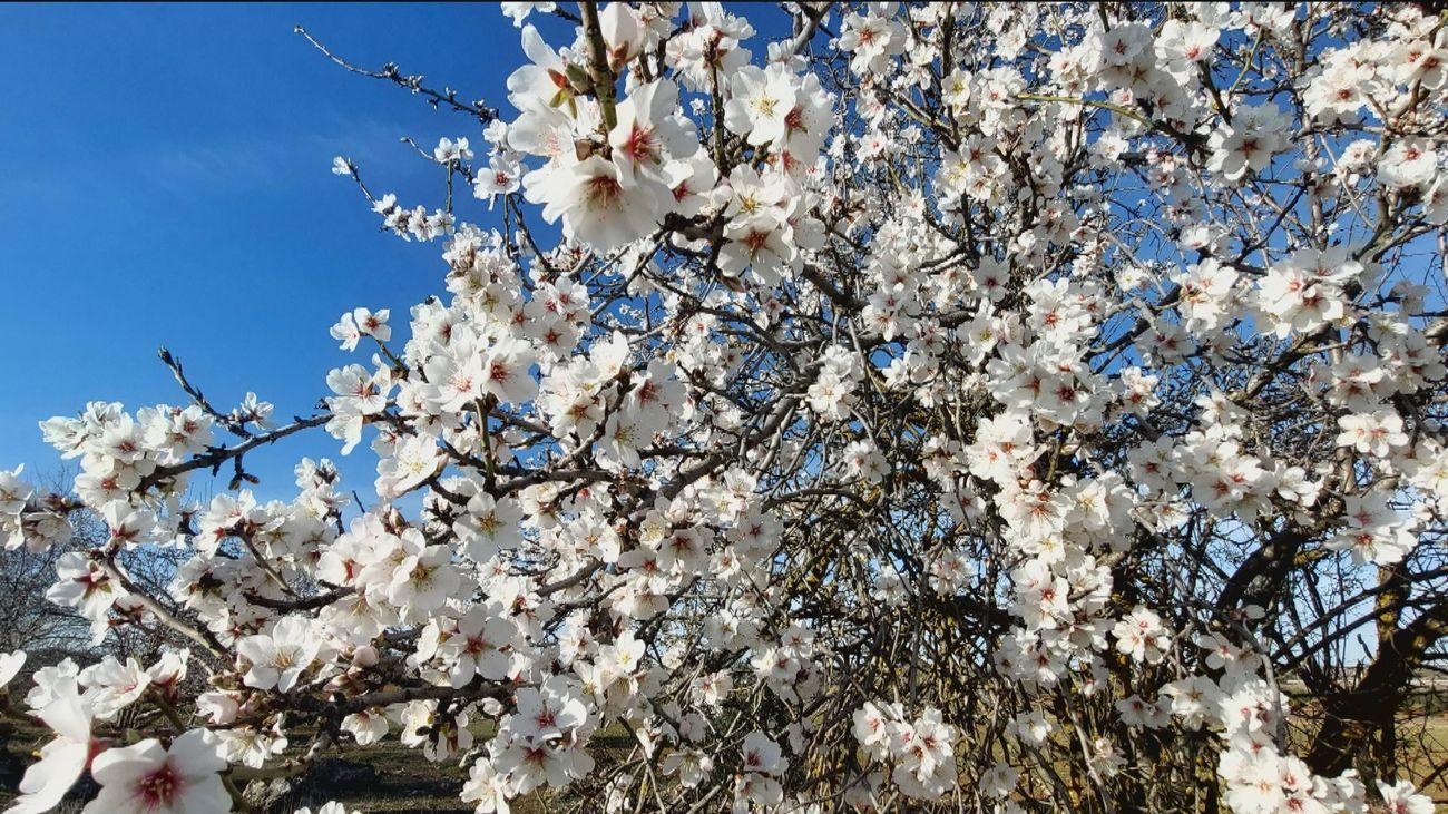 ¿Dónde encontrar almendros en flor en Madrid?