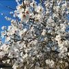 ¿Dónde encontrar almendros en flor en Madrid?