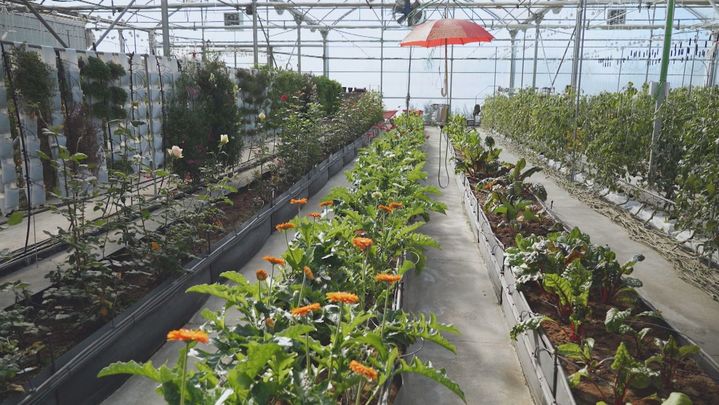 ¿Es posible que una planta crezca sin tierra? ¡La respuesta es sí!