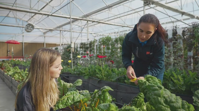 ¿Es posible que una planta crezca sin tierra? ¡La respuesta es sí!