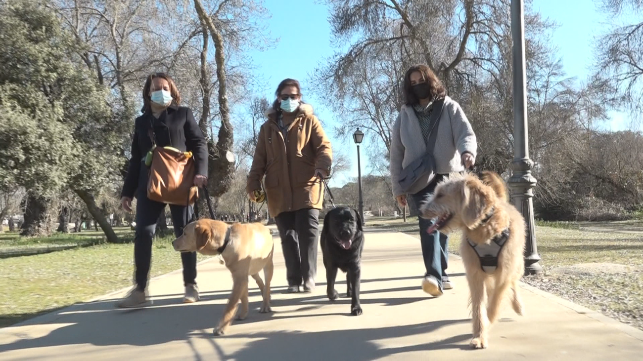 Familias voluntarias ayudan en la educación de futuros perros guía