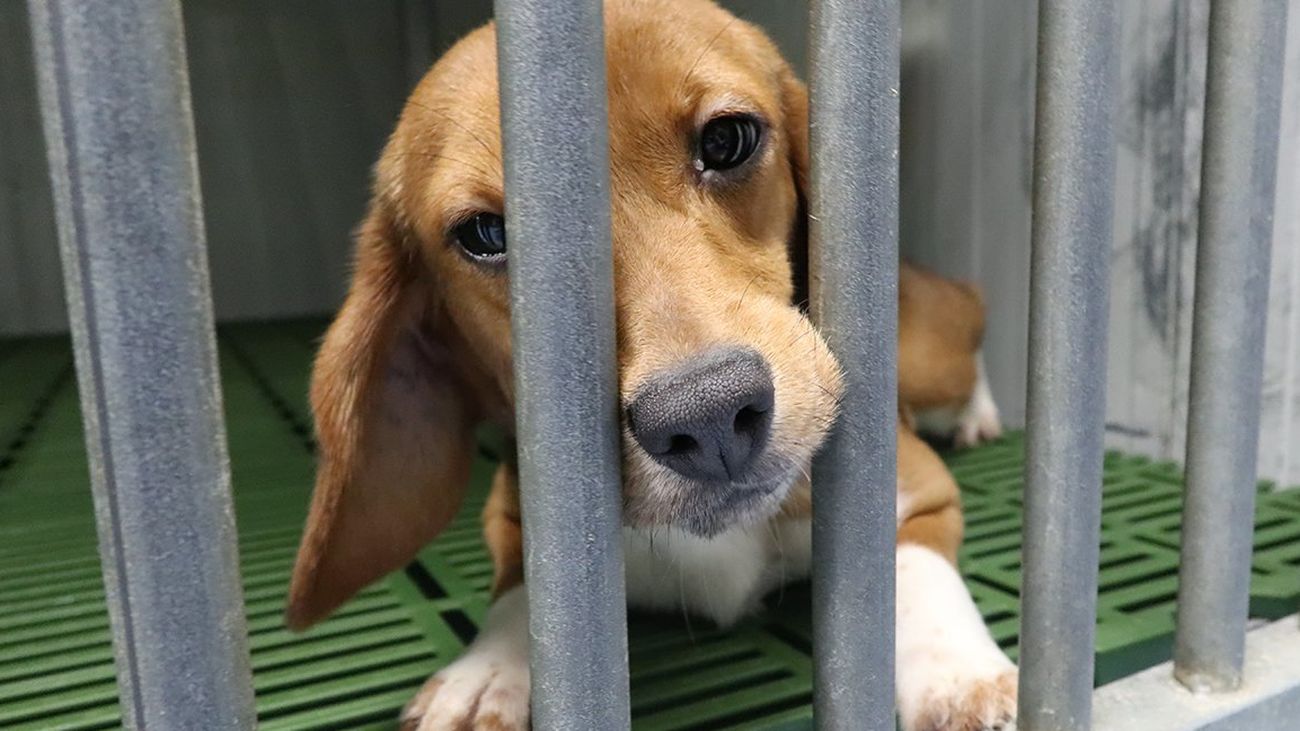 Un ejemplar de la raza beagle dentro de una jaula