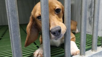 Más de un millón de firmas para tratar de evitar el sacrificio de una treintena de cachorros de perro