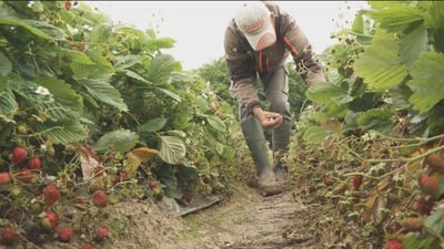Analizamos los efectos indeseados de la subida del salario mínimo interprofesional