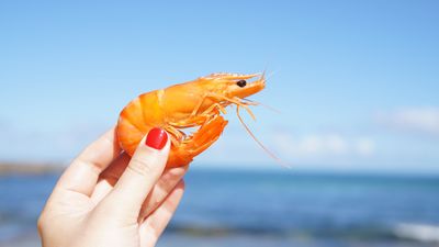¿Tan malo es para la salud chupar las cabezas de las gambas y los langostinos?