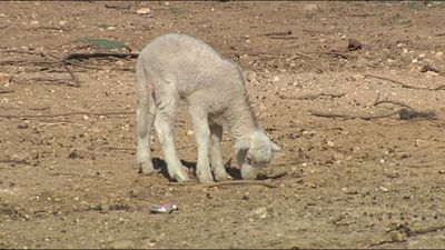 La falta de pastos por la sequía obliga a los ganaderos a comprar piensos para los animales