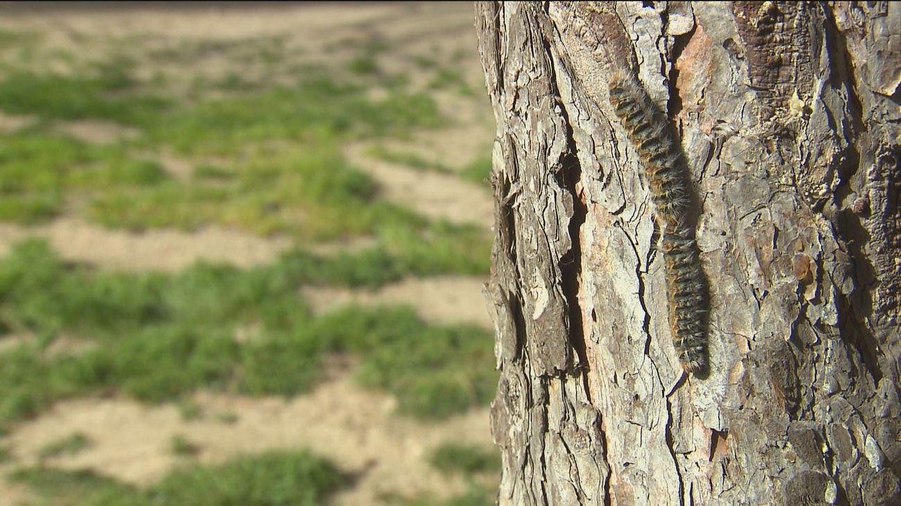 Los vecinos de campo Hermoso, en Humanes, denuncian una invasión de oruga procesionaria
