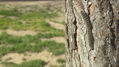 Los vecinos de campo Hermoso, en Humanes, denuncian una invasión de oruga procesionaria