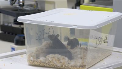 Científicos dan con un tratamiento para prevenir el desarrollo de la leucemia infantil