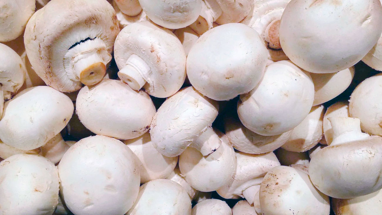 Demuestran la acción antiviral frente a la hepatitis C de una enzima del champiñón