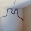 La Policía Local de Fuenlabrada rescata un loro perdido y una serpiente del maíz