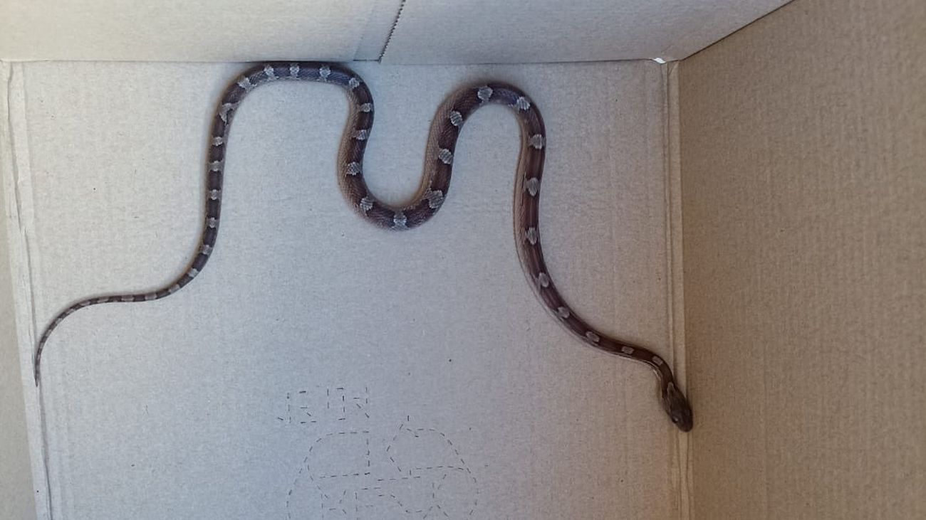 La Policía Local de Fuenlabrada rescata un loro perdido y una serpiente del maíz