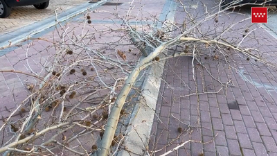 Muy grave un jardinero al aplastarle la grúa que dirigía contra un árbol en Boadilla
