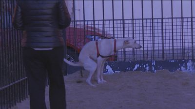 ADN canino para identificar en Ajalvir a los dueños incívicos de mascotas