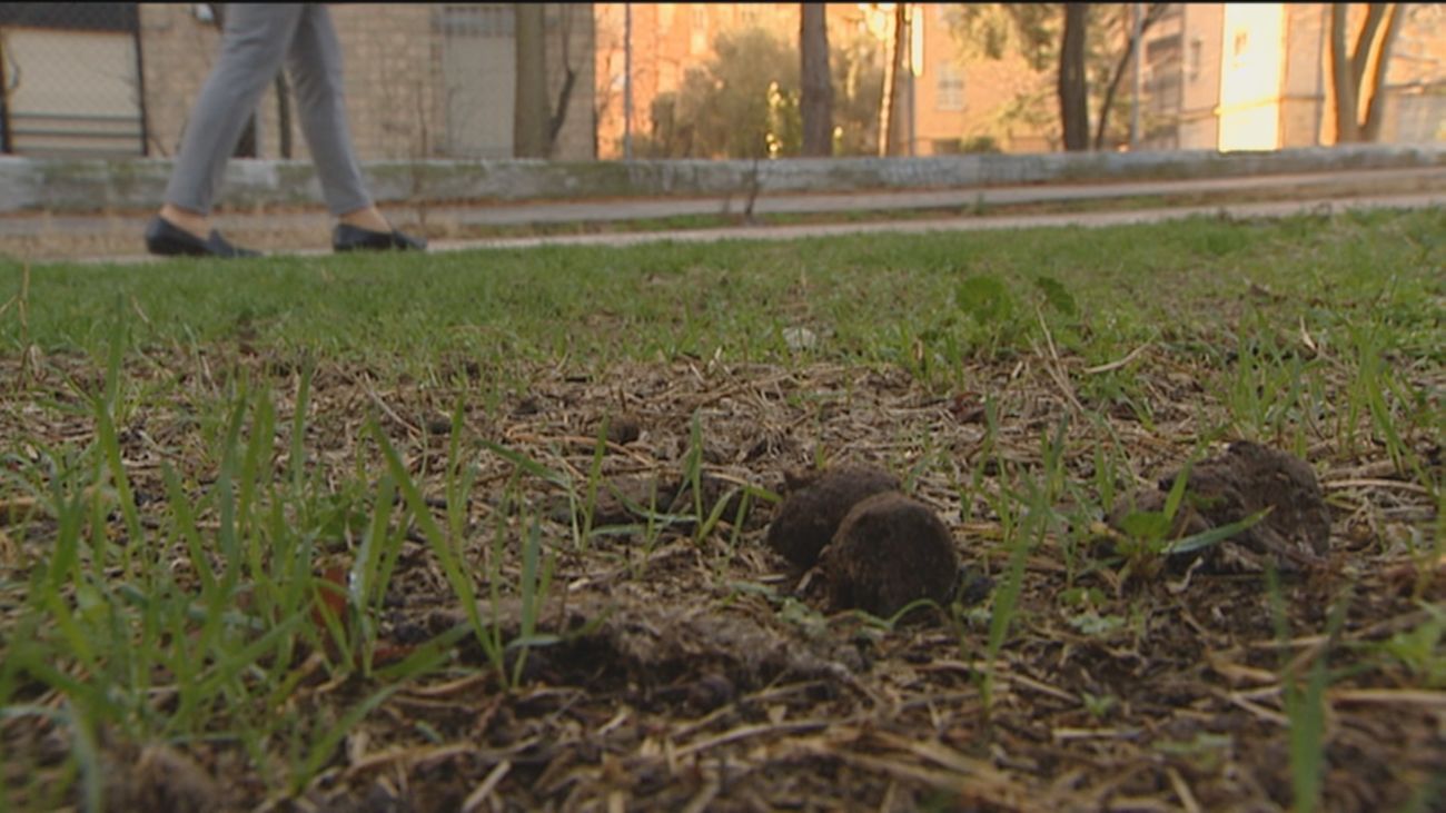 Así trabajan los CSI de los excrementos caninos en Madrid