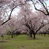 La Quinta de los Molinos ya tiene a sus almendros en flor