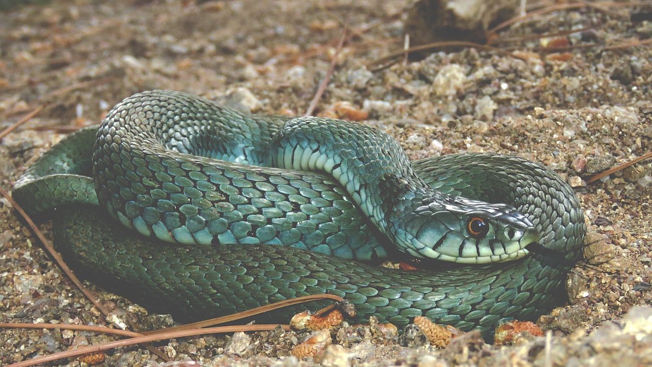 Una de las serpientes que habita en la Comunidad de Madrid